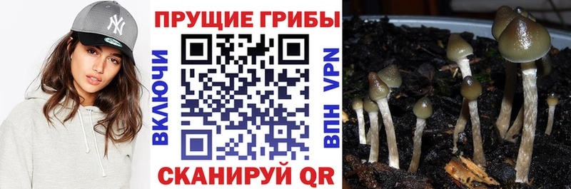 Псилоцибиновые грибы мицелий  Малая Вишера 